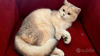 Splendido gatto british shorthair blue golden