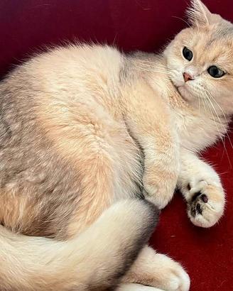 Splendido gatto british shorthair blue golden