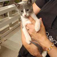 Gattino gattina stupenda dolce e giocherellona