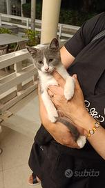 Gattino gattina stupenda dolce e giocherellona