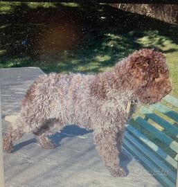 X monta lagotto con documenti
