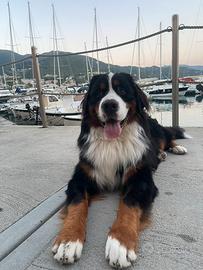 Bovaro del Bernese con Pedigree ENCI per monta