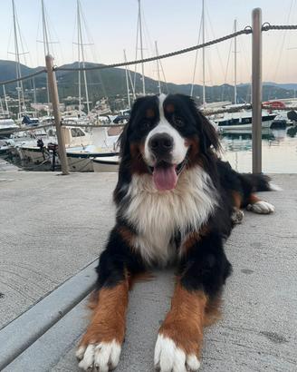 Bovaro del Bernese con Pedigree ENCI per monta