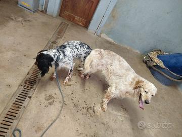 Setter inglesi