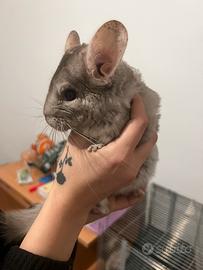 Coppia di Cincillà Maschi