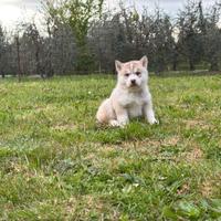 Cuccioli Siberian Husky