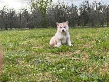 Cuccioli Siberian Husky