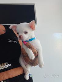 Chihuahua maschio pelo corto