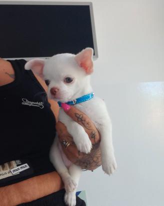 Chihuahua maschio pelo corto
