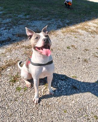 Amstaff