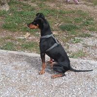 Pincher maschio per monta