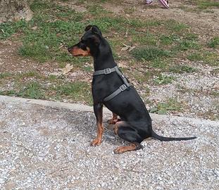 Pincher maschio per monta