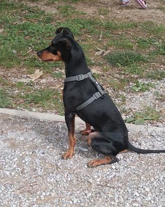 Pincher maschio per monta