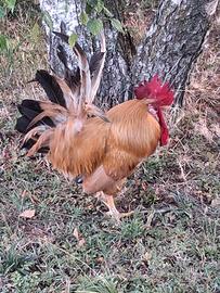 Gallo di bionda piemontese
