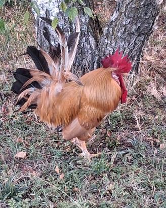 Gallo di bionda piemontese