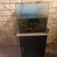 Acquario