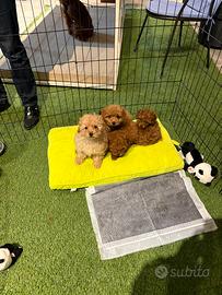 Barboncini toy albicocca o Red