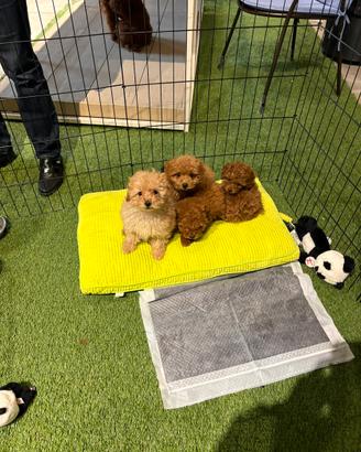 Barboncini toy albicocca o Red