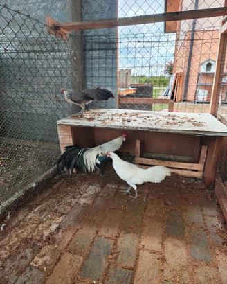 galline Phoenix 