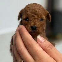 Barboncina teacup Red intense stupenda