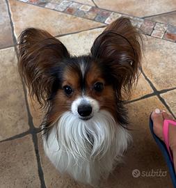 Maschio Papillon per accoppiamento