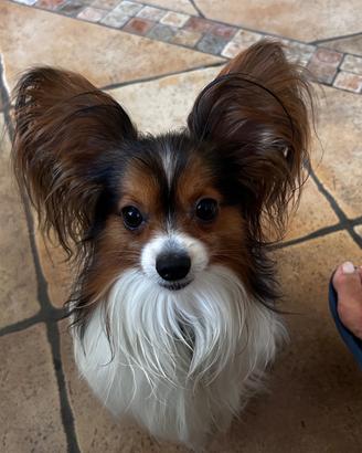 Maschio Papillon per accoppiamento