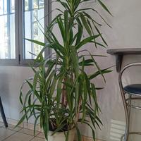 pianta tronco della felicita'