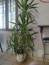 pianta tronco della felicita'