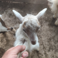 Caprette da compagnia