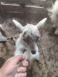 Caprette da compagnia