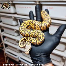 Pitone Reale - Pastel Ghi Ghost dh Axanthic Pied