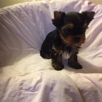 Cuccioli di Yorkshire Terrier
