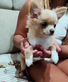 chihuahua PeloLungo