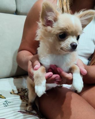 chihuahua PeloLungo