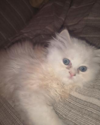 Cucciolo gatto persiano