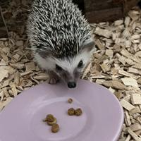 Riccio africano femmina Ikky