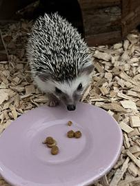 Riccio africano femmina Ikky