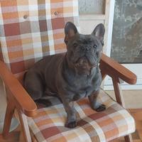 Bulldog francese per monta