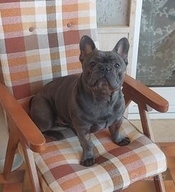 Bulldog francese per monta