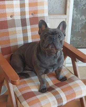 Bulldog francese per monta