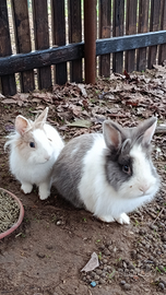 Conigli testa di leone