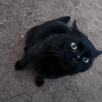 Gattino nero dolcissimo adozione