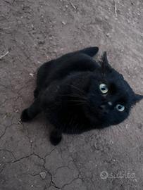 Gattino nero dolcissimo adozione