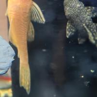Ancistrus Gold pesci pulitori acquario tropicale