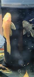 Ancistrus Gold pesci pulitori acquario tropicale