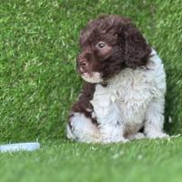 Lagotto romagnolo