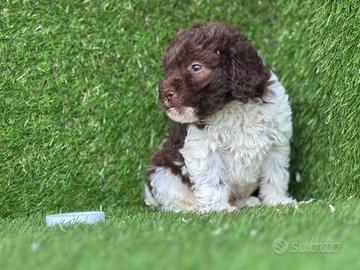 Lagotto romagnolo