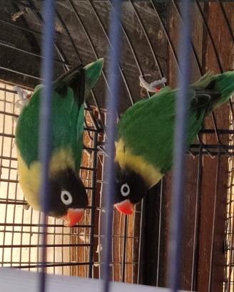 Inseparabili personata avorio blu