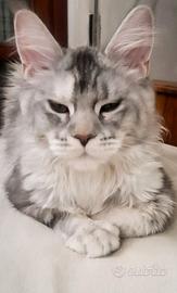 Maine Coon/femmina