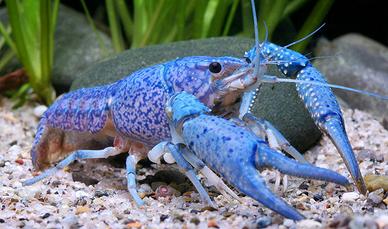 GAMBERI e CROSTACEI ORNAMENTALI acqua dolce
